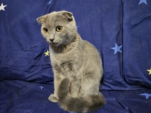 Pisicuta scottish fold argintie vaccinata leucofeligen+antirabic - imagine 2