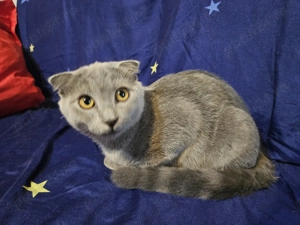 Pisicuta scottish fold argintie vaccinata leucofeligen+antirabic - imagine 3