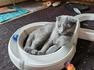 Scottish fold vaccinata, cu carnetel - imagine 4