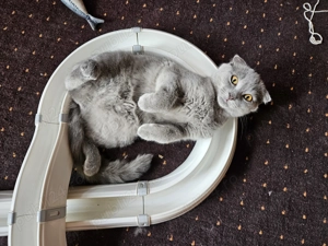 Scottish fold vaccinata, cu carnetel - imagine 2