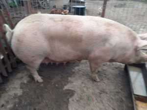 Vand porc  - imagine 2 Vand porc  - imagine 2