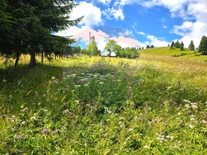 Teren de vis în Fundata 3868mp, la înălțimea sufletului tău - imagine 10