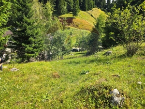 Teren de vis în Fundata 3868mp, la înălțimea sufletului tău - imagine 19