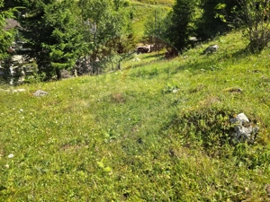 Teren de vis în Fundata 3868mp, la înălțimea sufletului tău - imagine 18