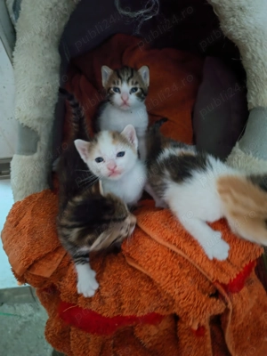 Cautam familie să ne iubească  - imagine 5 Cautam familie să ne iubească  - imagine 5