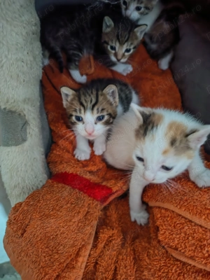 Cautam familie să ne iubească  - imagine 3 Cautam familie să ne iubească  - imagine 3