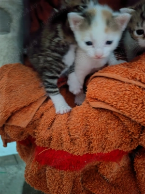 Cautam familie să ne iubească  - imagine 2 Cautam familie să ne iubească  - imagine 2