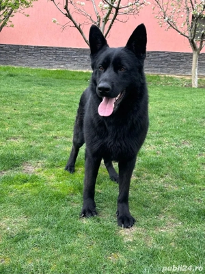 Ciobanesc german alsacian - imagine 4