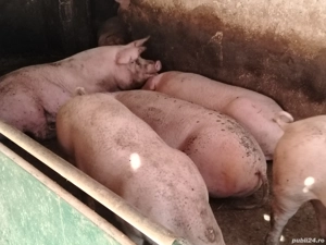 Porci mari de la 100 la 380 kg