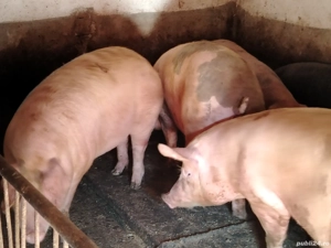 Porci mari de la 100 la 380 kg - imagine 3