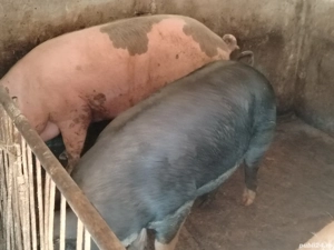 Porci mari de la 100 la 380 kg - imagine 5