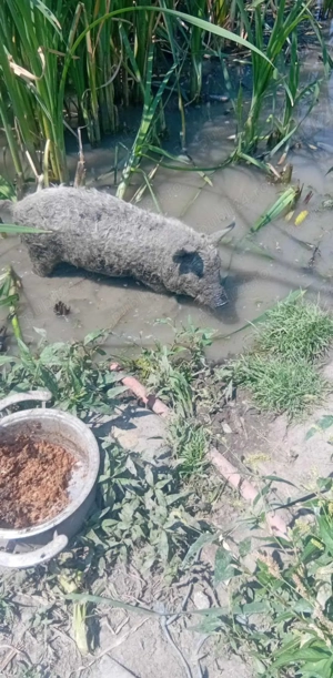 purcelus mangalita oferta 5 luni 800 lei - imagine 2 purcelus mangalita oferta 5 luni 800 lei - imagine 2