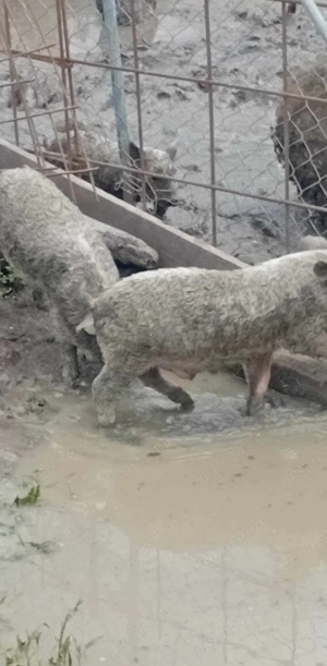 purcelus mangalita oferta 5 luni 800 lei