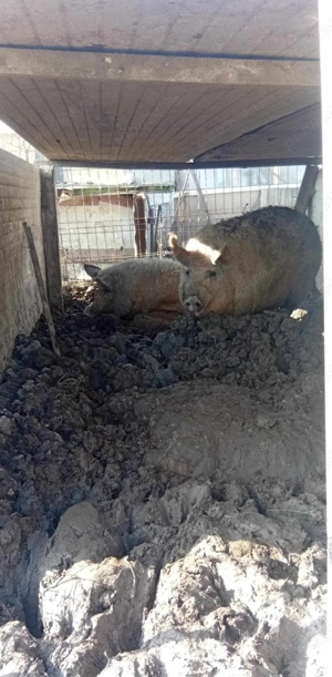 purcelus mangalita oferta 5 luni 800 lei - imagine 3 purcelus mangalita oferta 5 luni 800 lei - imagine 3