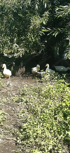 De vânzare rațe şi gâşte