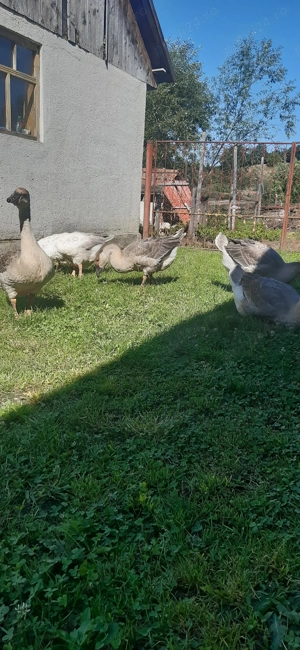 De vânzare rațe şi gâşte - imagine 2 De vânzare rațe şi gâşte - imagine 2