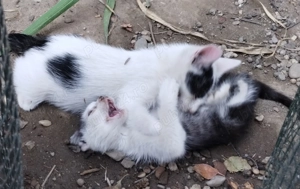 Doi pisici draguti cauta o familie - imagine 2