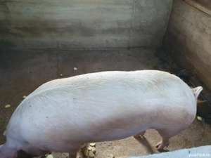 Vand porc 300 kg - imagine 3