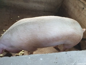 Vand porc 300 kg - imagine 5