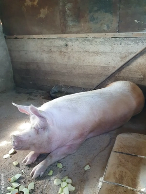 Vand porc 300 kg