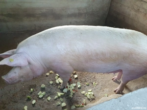 Vand porc 300 kg - imagine 4