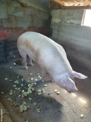 Vand porc 300 kg - imagine 2