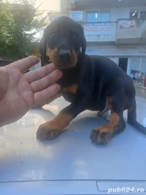 doberman pincher - imagine 3