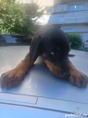 doberman pincher - imagine 4