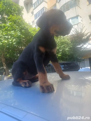 doberman pincher - imagine 2