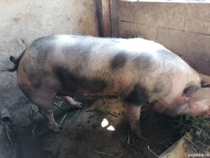 Porci de vânzare 