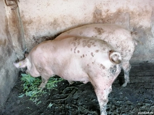 Porci de vânzare  - imagine 2