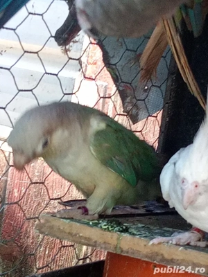 Papagali pirunia - imagine 2 Papagali pirunia - imagine 2