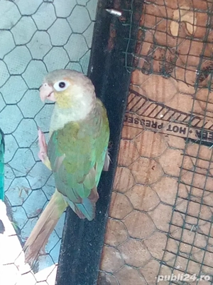 Papagali pirunia - imagine 3 Papagali pirunia - imagine 3