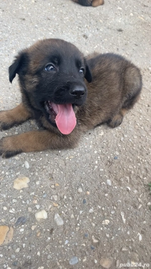 Ciobanesc belgian Malinois