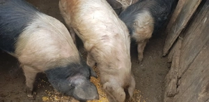 Porci de la 85kg-180kg