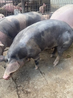 Porci de vânzare de carne 