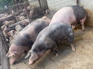 Porci de vânzare de carne  - imagine 4