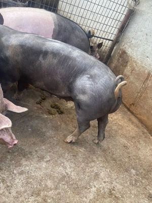 Porci de vânzare de carne  - imagine 5