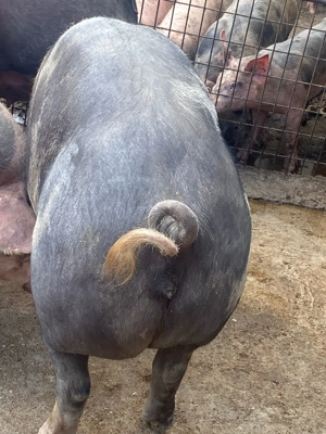 Porci de vânzare de carne  - imagine 2