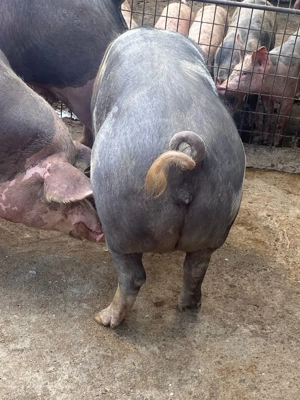 Porci de vânzare de carne  - imagine 3