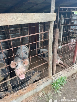 porci bio crescuti in gospodarie  - imagine 5