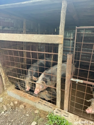 porci bio crescuti in gospodarie 