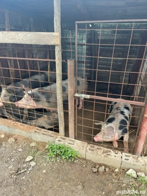 porci bio crescuti in gospodarie  - imagine 4