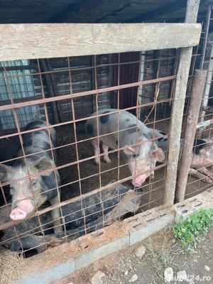 porci bio crescuti in gospodarie  - imagine 2