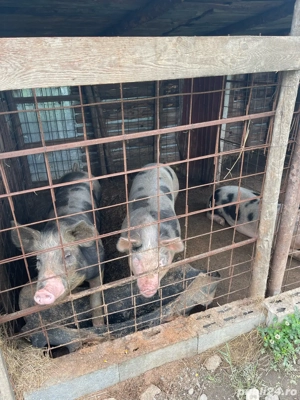 porci bio crescuti in gospodarie  - imagine 3