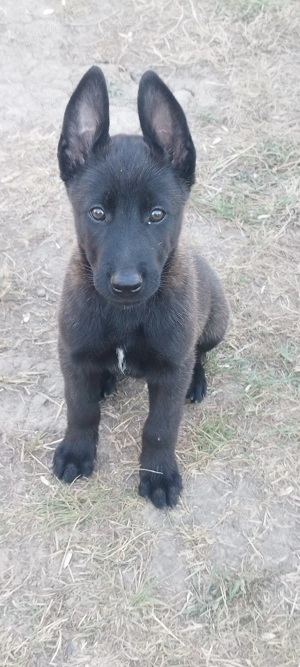Ciobanesc belgian malinois