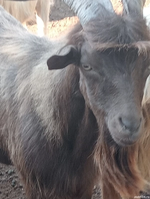 Vand tapi pt prasila - imagine 5