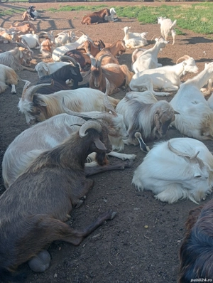 Vand tapi pt prasila - imagine 2