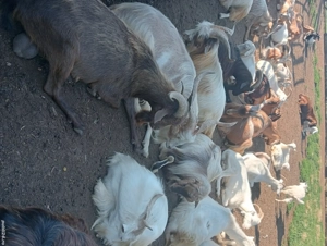 Vand tapi pt prasila