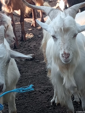 Vand tapi pt prasila - imagine 3